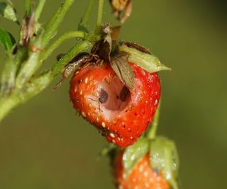 A strawberry with a hole eaten in it by pests