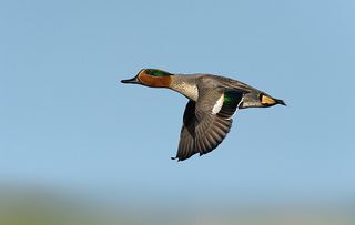 Teal - Anas crecca - male