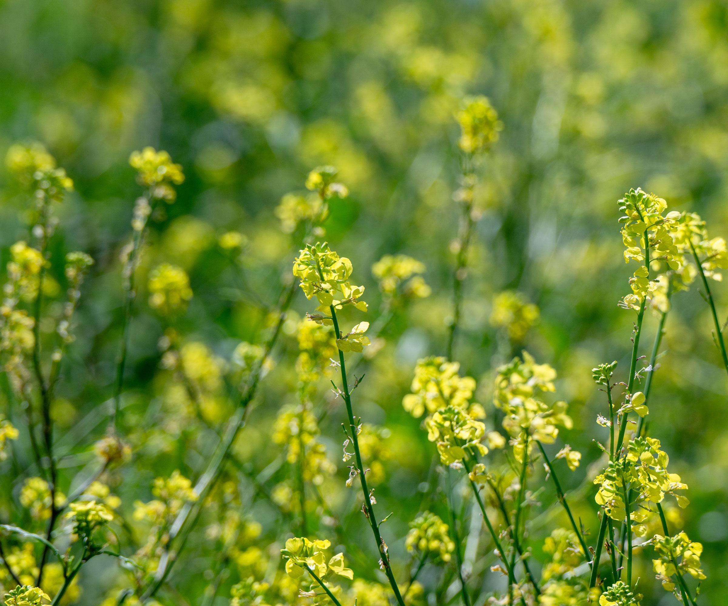 Indian mustard growing on disturbed garden soil showing yellow flowers