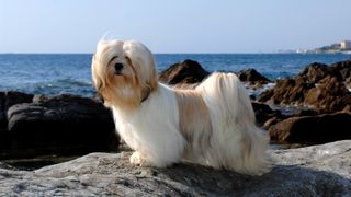 Lhasa apso outside on rocks by the sea