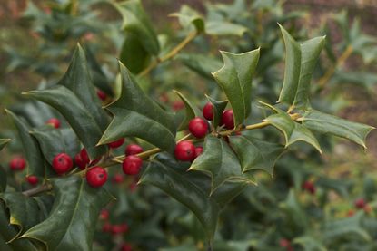 English Holly Plant