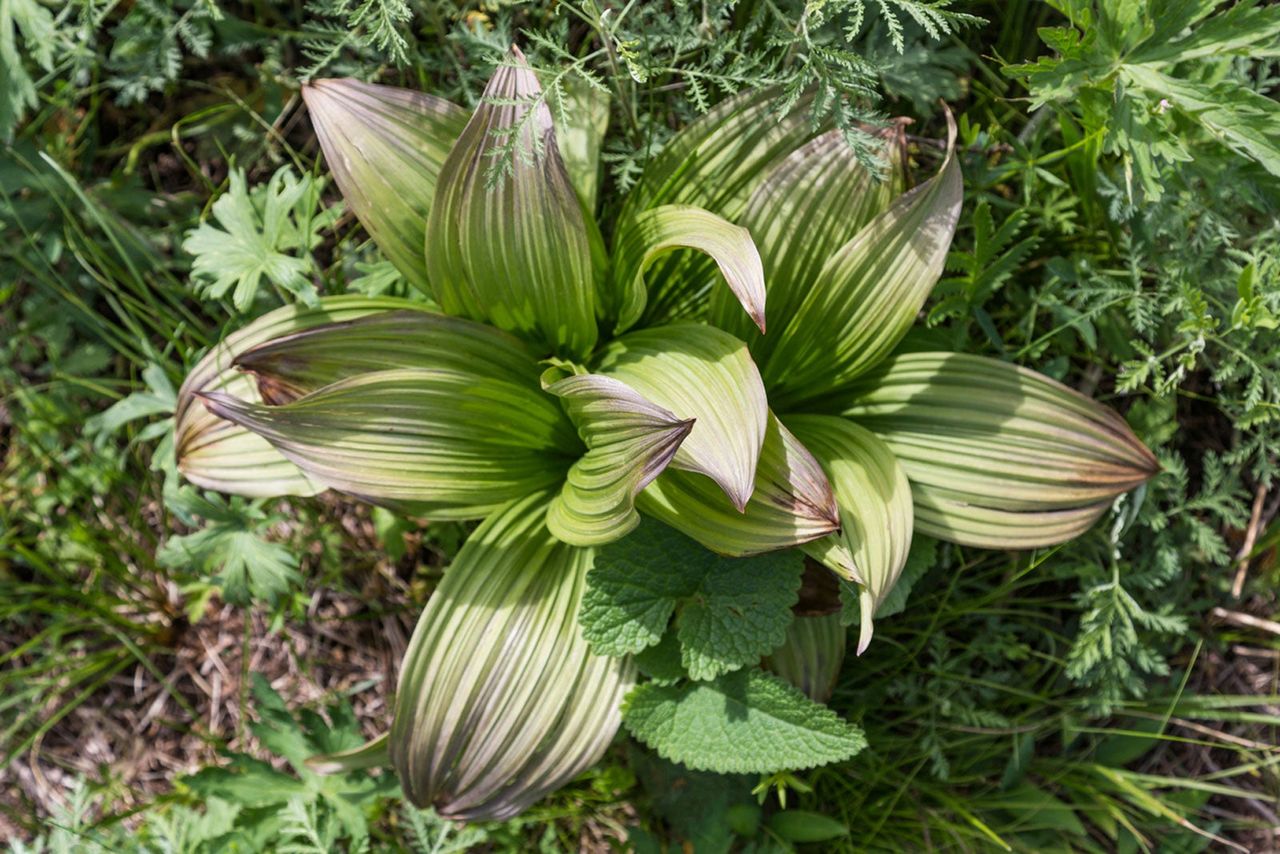 False Hellebore Plant