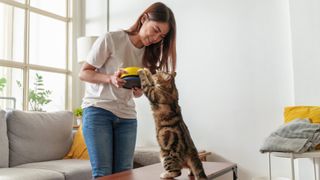 a cat reaches up towards their food bowl as a smiling woman prepares to feed them.