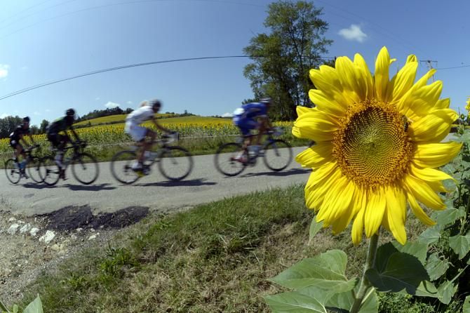 Sunflowers are as much a part of the Tour as breakaways.
