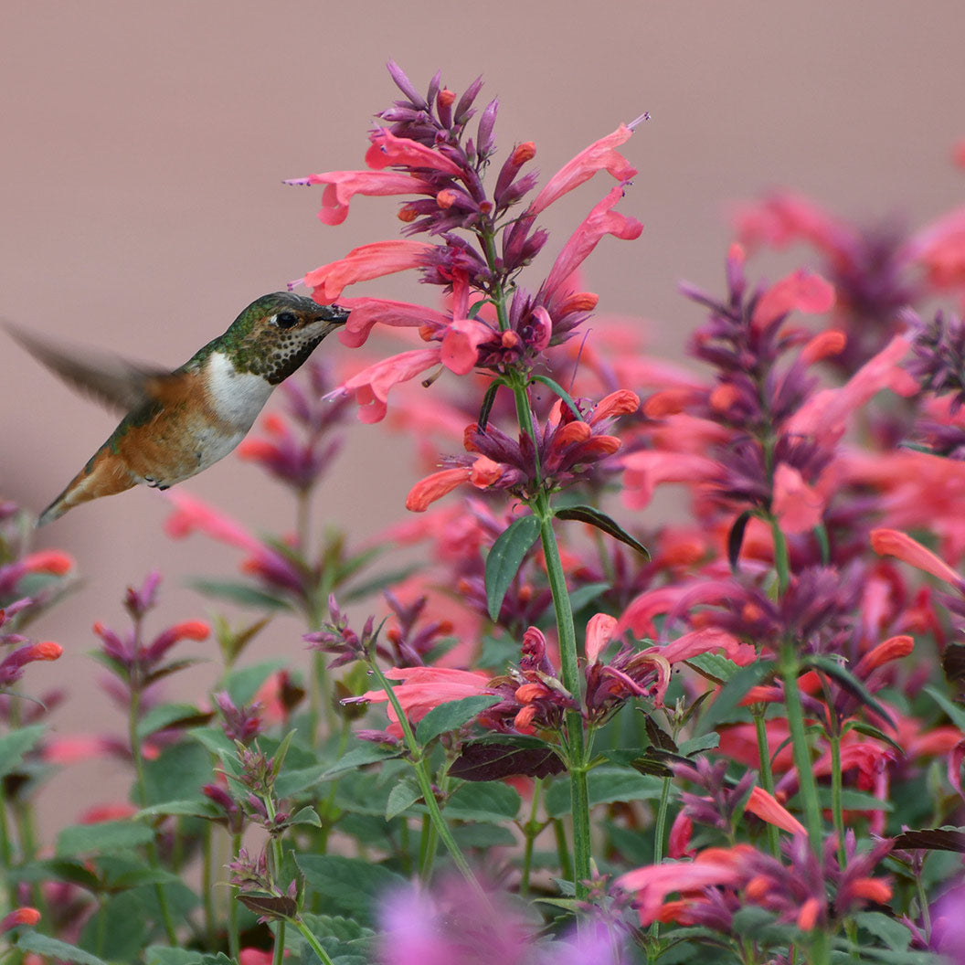 Summerlong&amp;trade; Coral Agastache Plant