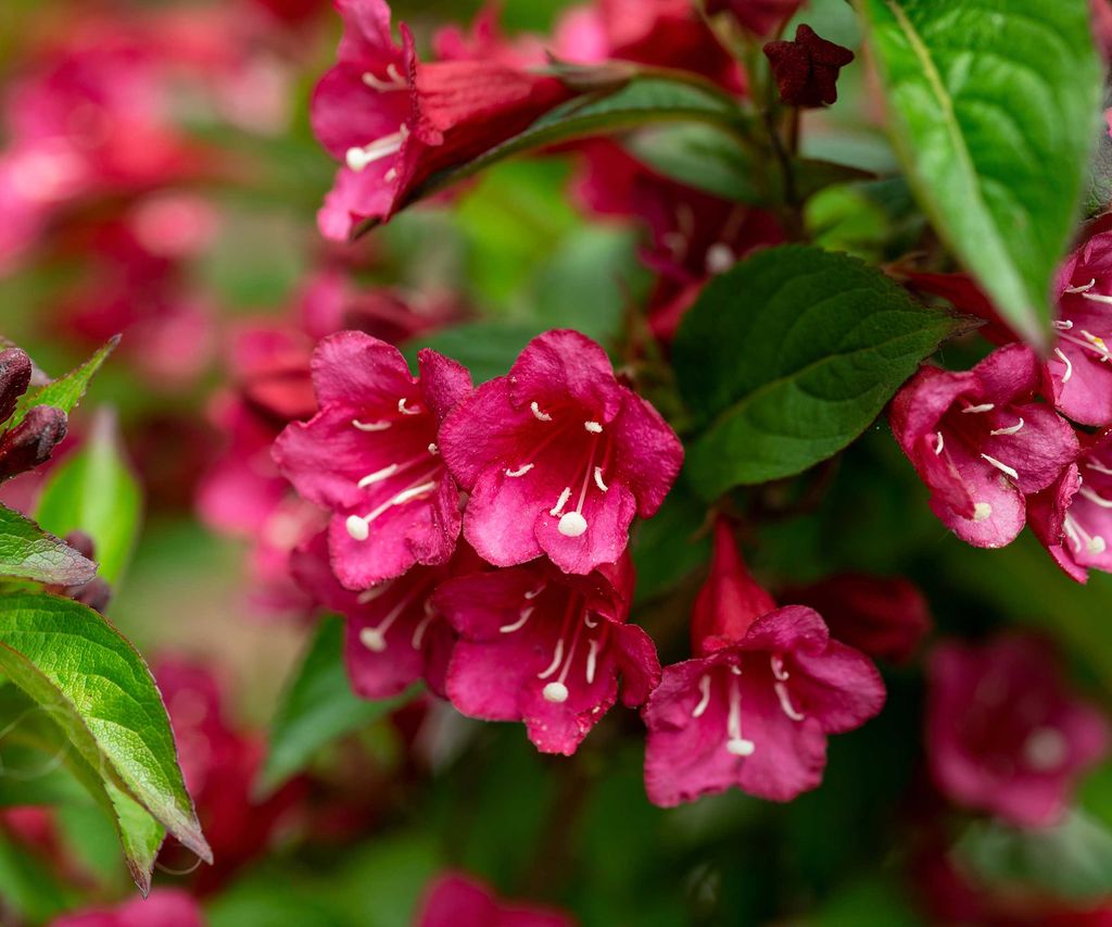 How to prune weigela top gardening tips Homes & Gardens