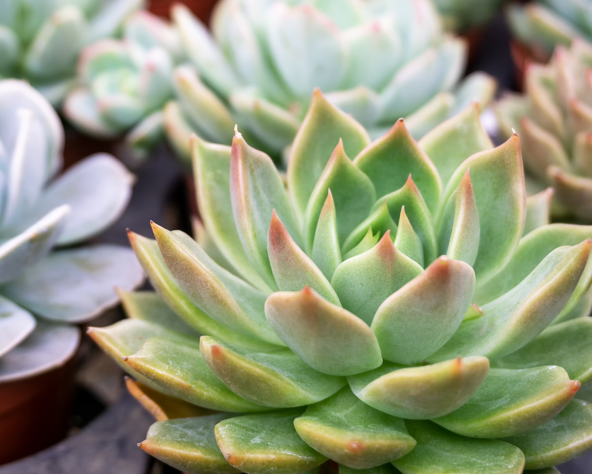 Echeveria Tipped Pink Succulent Plant