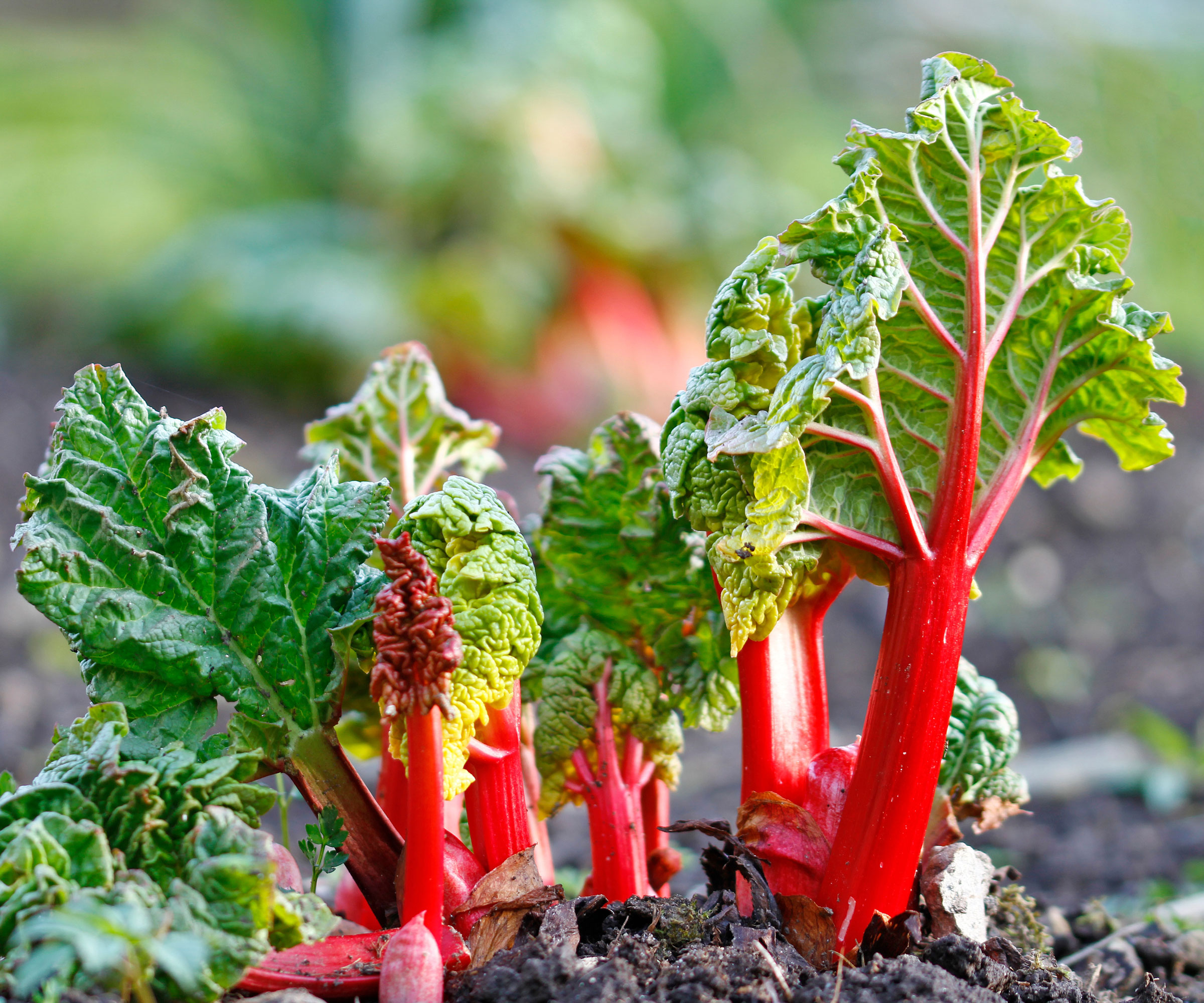 young rhubarb plants growing in garden