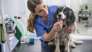 vet checking over dog