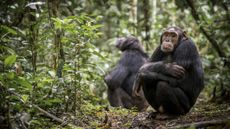 Two chimpanzees squat on the ground in Kibale National Park, Uganda.