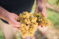 VM_Gisborne_McDiarmidHill_Grapes.jpg