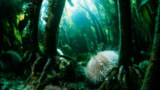 Um close de um ouriço-do-mar em uma floresta subaquática de algas