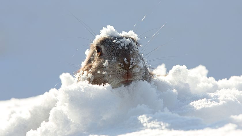 A small brown rodent pokes its head out of a snowbank, its whiskers and head covered in snow.