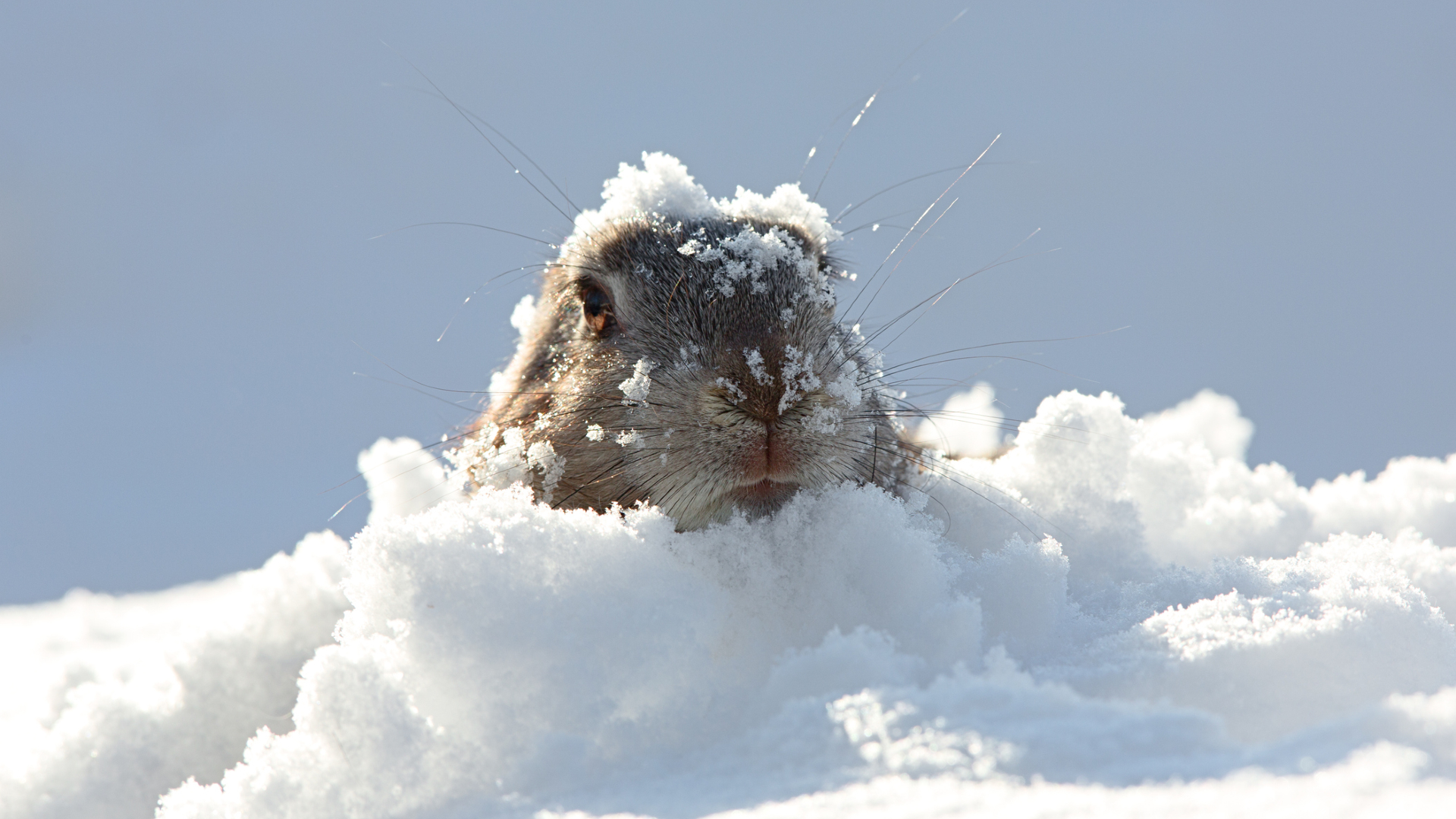 A small brown rodent pokes its head out of a snowbank, its whiskers and head covered in snow.