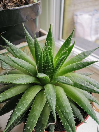 aloe vera house plant close up