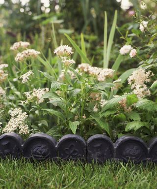 A backyard with white flowers and green stems with black metal scalloped edging below it and a green lawn in front of it