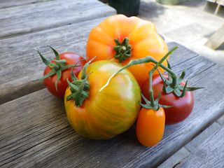 Sample image of rustic tomatoes on a wooden table taken with the Pentax WG-90