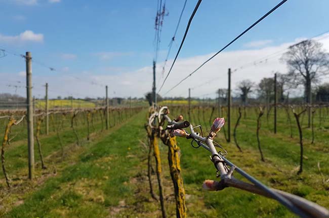 Winbirri in Norfolk.