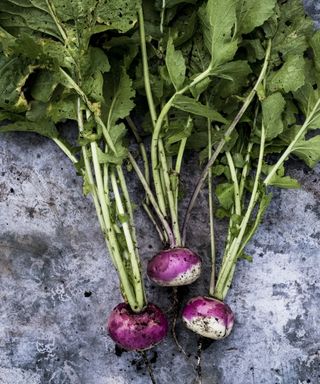 Freshly-harvested turnips