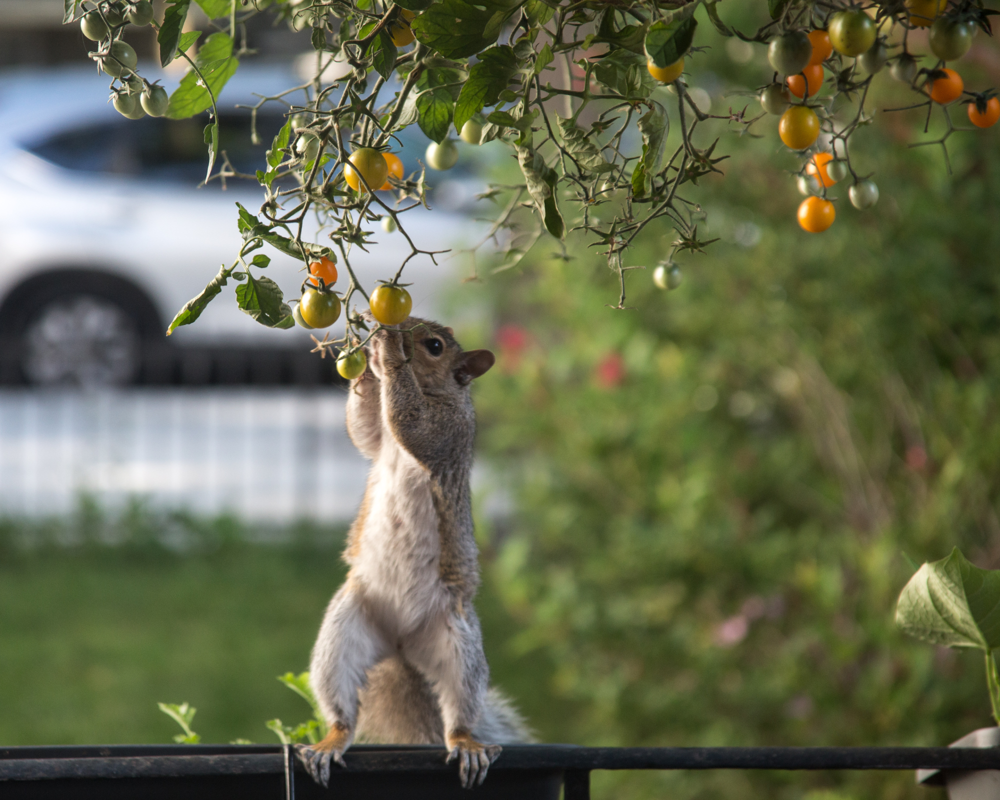 Squirrel eating tomatoes from vegetable garden