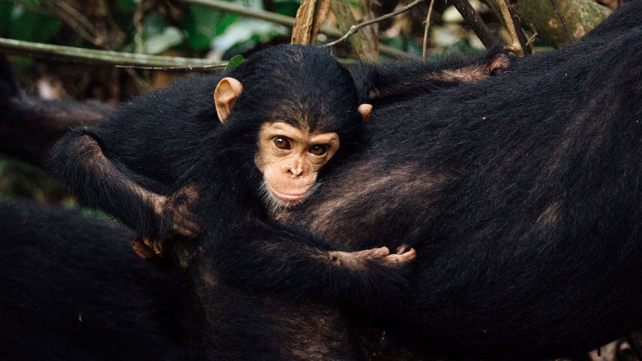 Baby chimpanzee at Mahale National Park, Tanzania