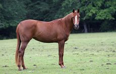 G-Einore-Ellie.1.jpg