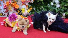 Dog fashions during the 2024 Pet Gala By Anthony Rubio at AKC Museum of the Dog on May 20, 2024 in New York City