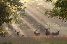 Deer in morning mist, Woburn Abbey Park, Bedfordshire.