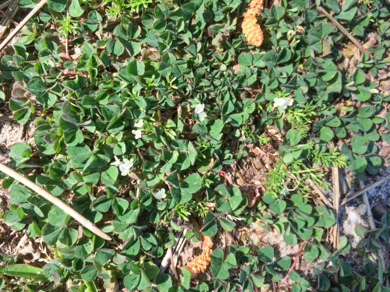 Subterranean Clover Cover Crops