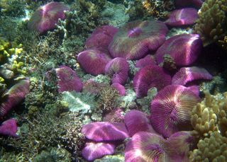 Mariana Islands Coral Reef