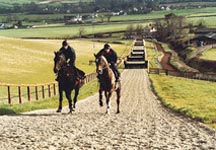 polytrack-gallop.jpg