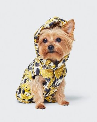 Dog, Canidae, Mammal, Dog clothes, Yorkshire terrier, Dog breed, Carnivore, Puppy, Companion dog, Terrier,