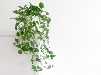 Pothos : plantation, entretien, soin