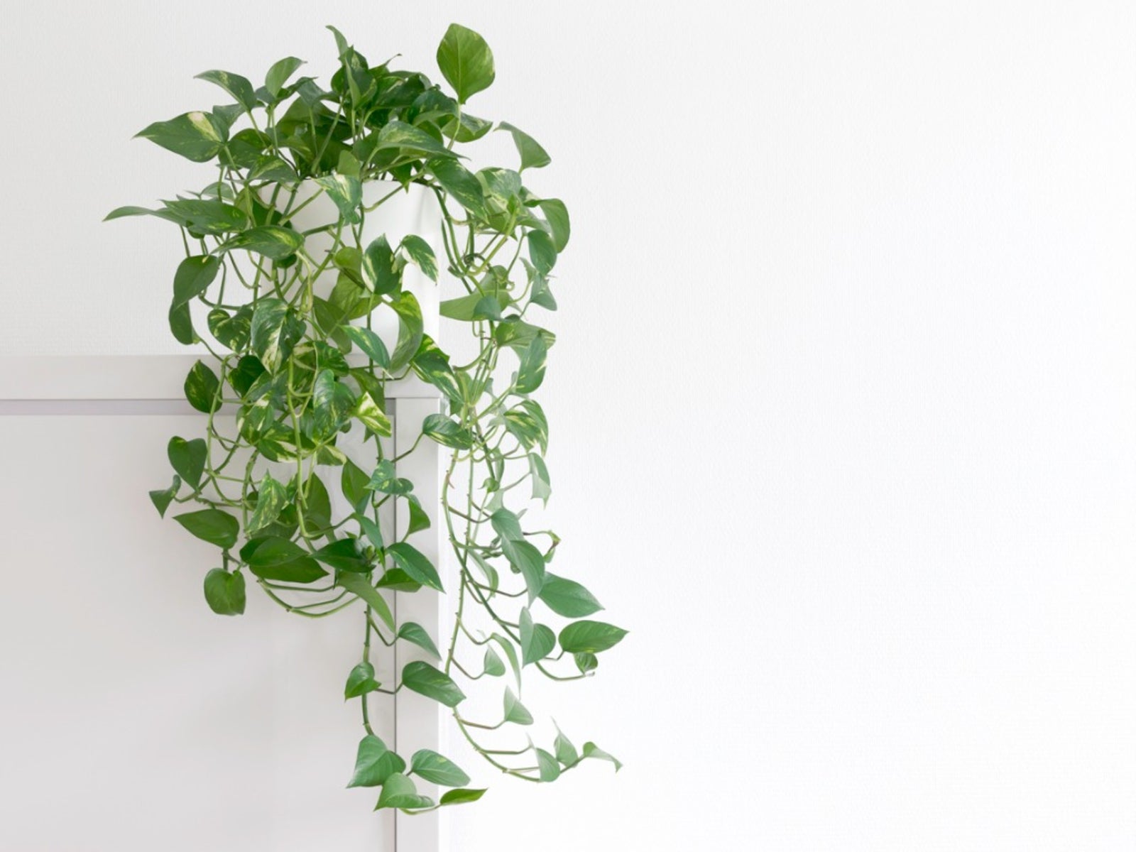 Pothos Plant - Tips For Easy Pothos Care