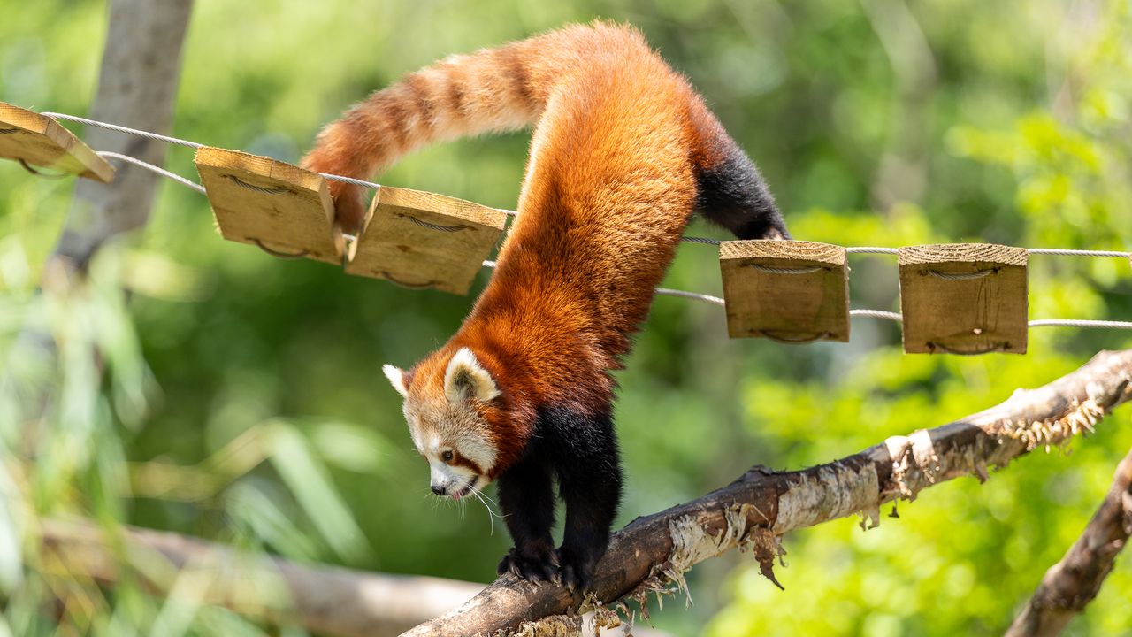 red panda climbing on tree branches