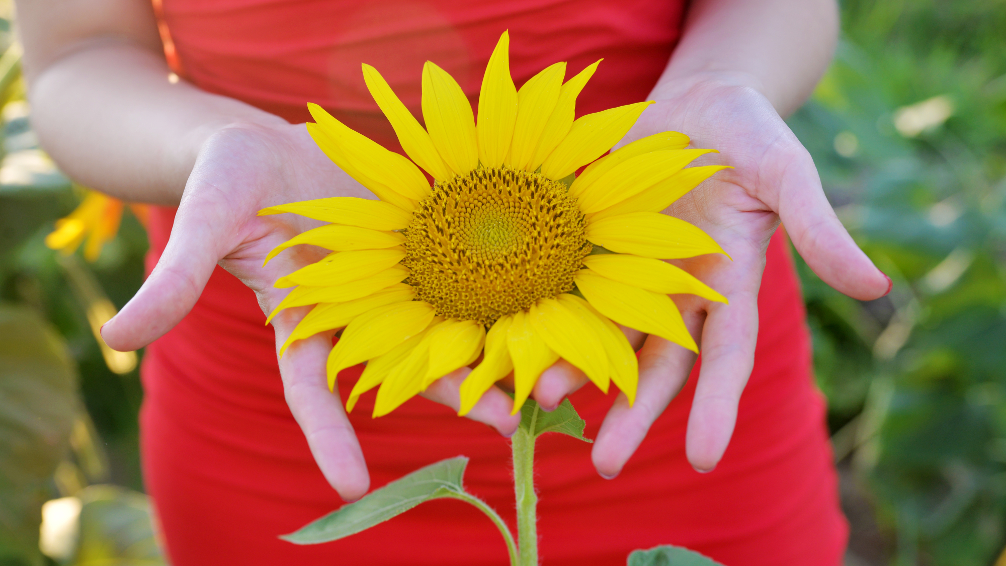 woman wearing a red dress holding a growing yellow sunflower bloom in her open hands, illustrating the concept of growing sense-soothing plants in a garden sanctuary