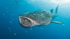 A whale shark (Rhincodon typus) opens its mouth to filter-feed.