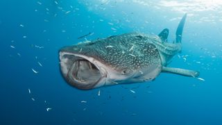 A whale shark (Rhincodon typus) opens its mouth to filter-feed.