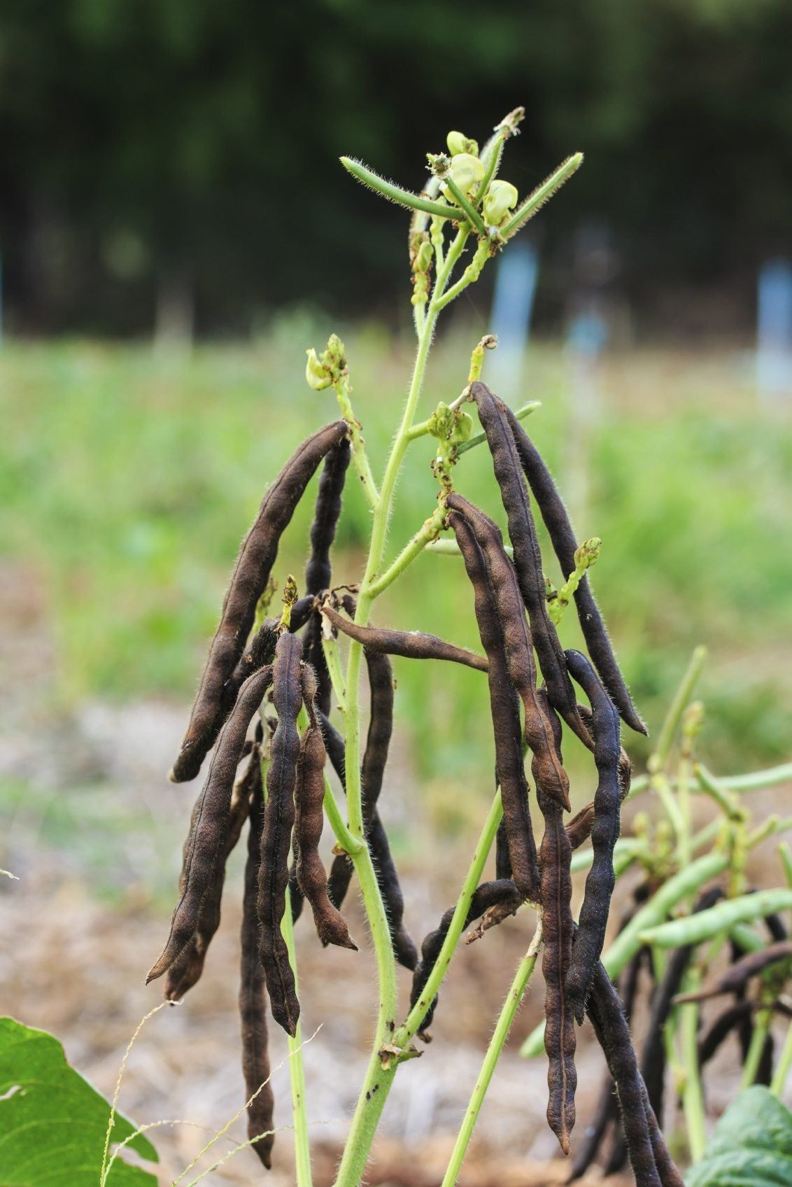 Brown Mung Beans