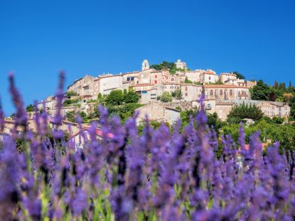 Purple Flowering Medieval Herb Garden