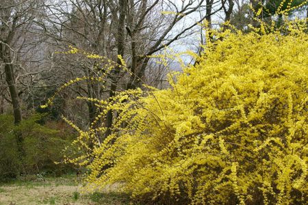 Large Yellow Weeping Forsythia Shrub