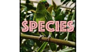 Best podcasts: Species