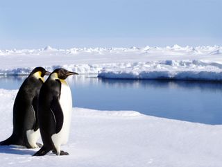 two penguins in Antarctica