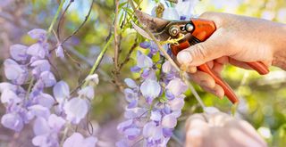 Person pruning wisteria plant with shears