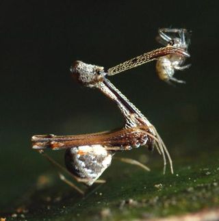 'What big teeth you have!' This species from the family Archaeidae was first described in 2008. It was discovered along with nine other new species of spiders in Madagascar characterized by their unusually long necks and jaws