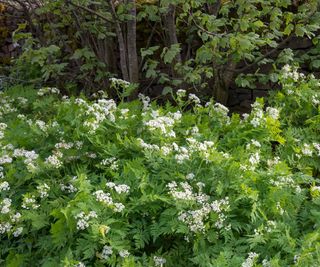 sweet cicely growing in a forest garden