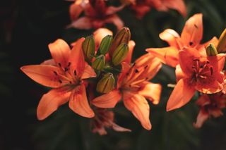 Plants that are poisonous to cats: orange lily