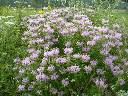 Light Purple Colored Bee Balm Plants