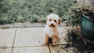 Naughty dog looks up innocently after digging up potted plant