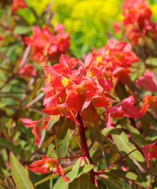 Euphorbia griffithii ‘Dixter’ in flower